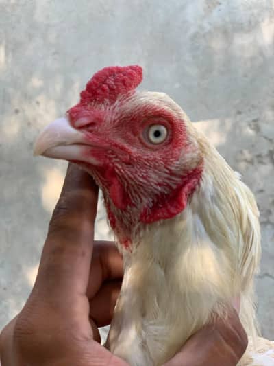 White paper hens