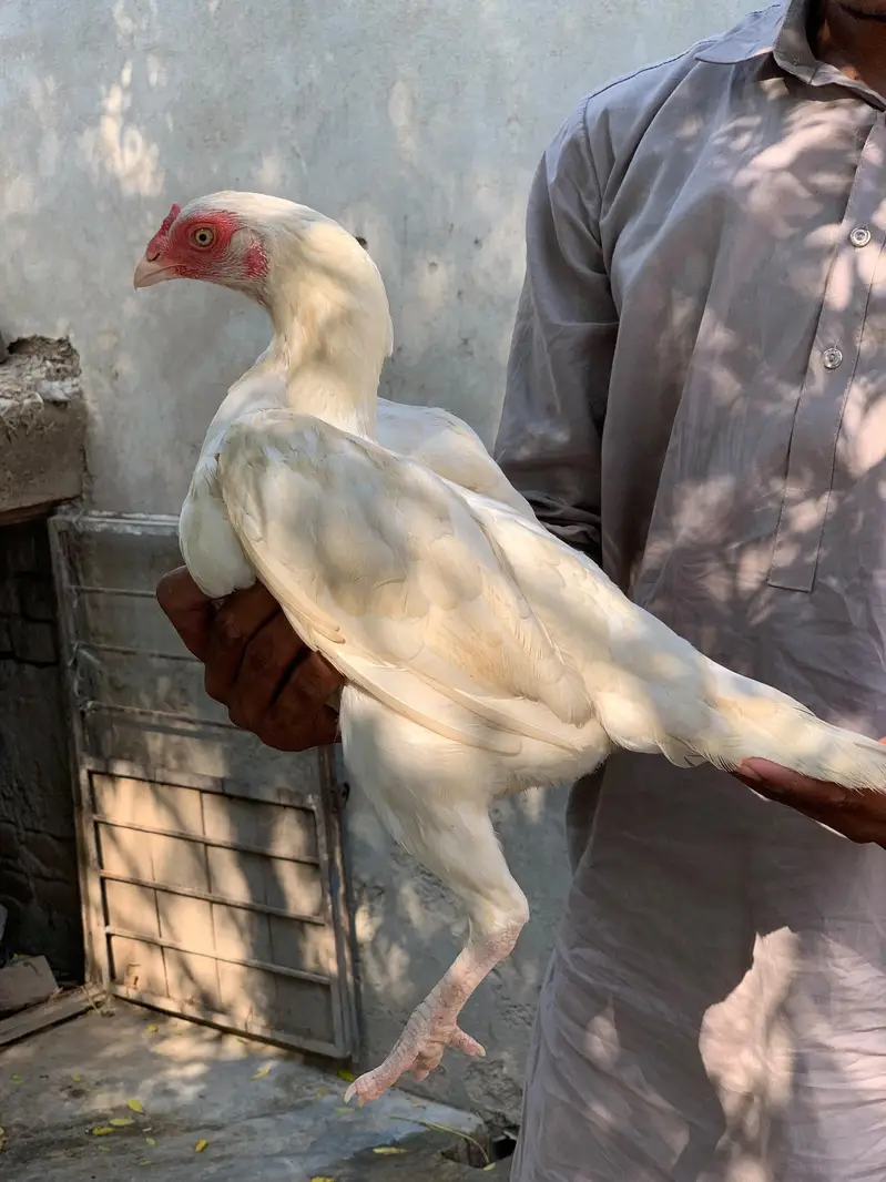 White paper hens — photo 2