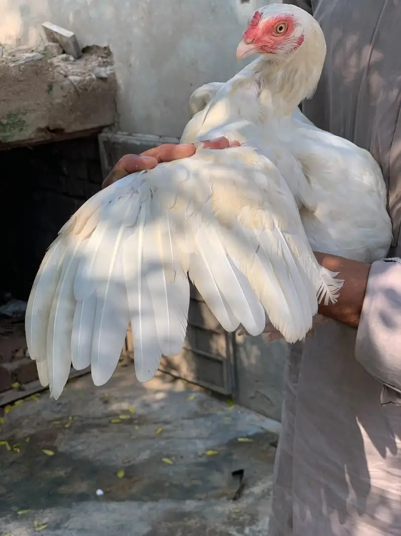 White paper hens — photo 3