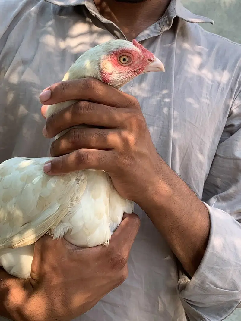 White paper hens — photo 4
