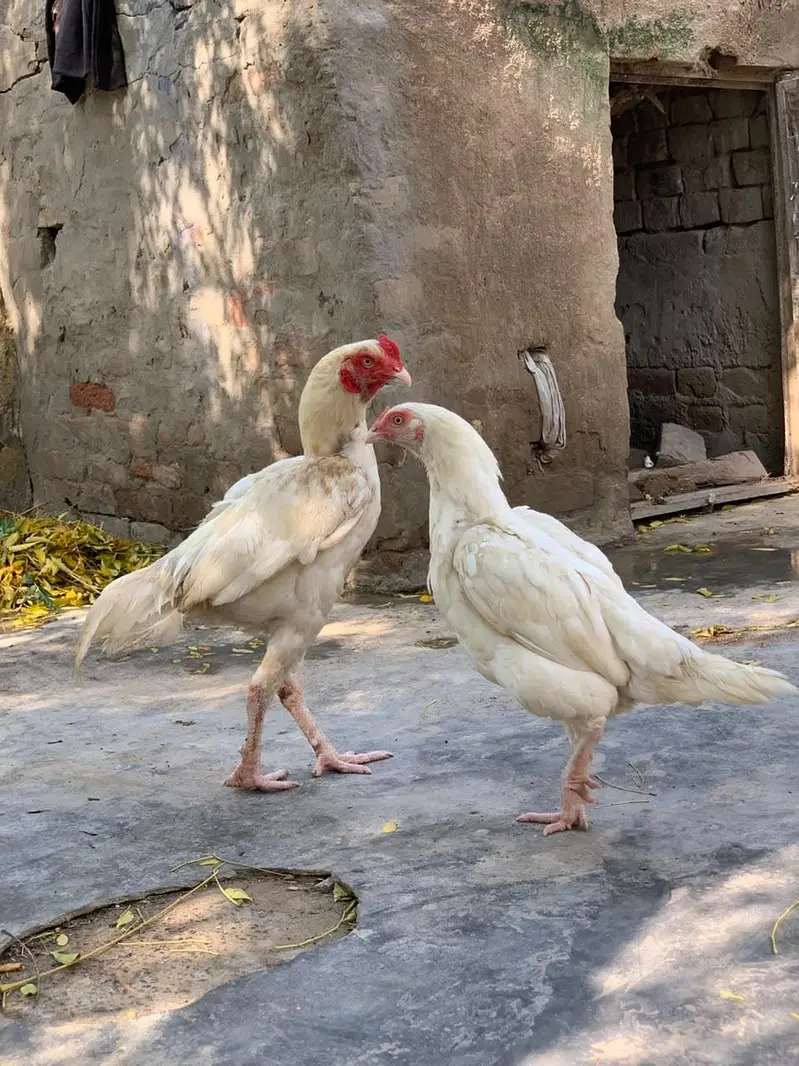 White paper hens — photo 5