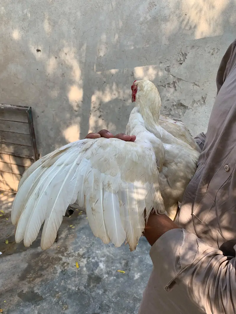 White paper hens — photo 6