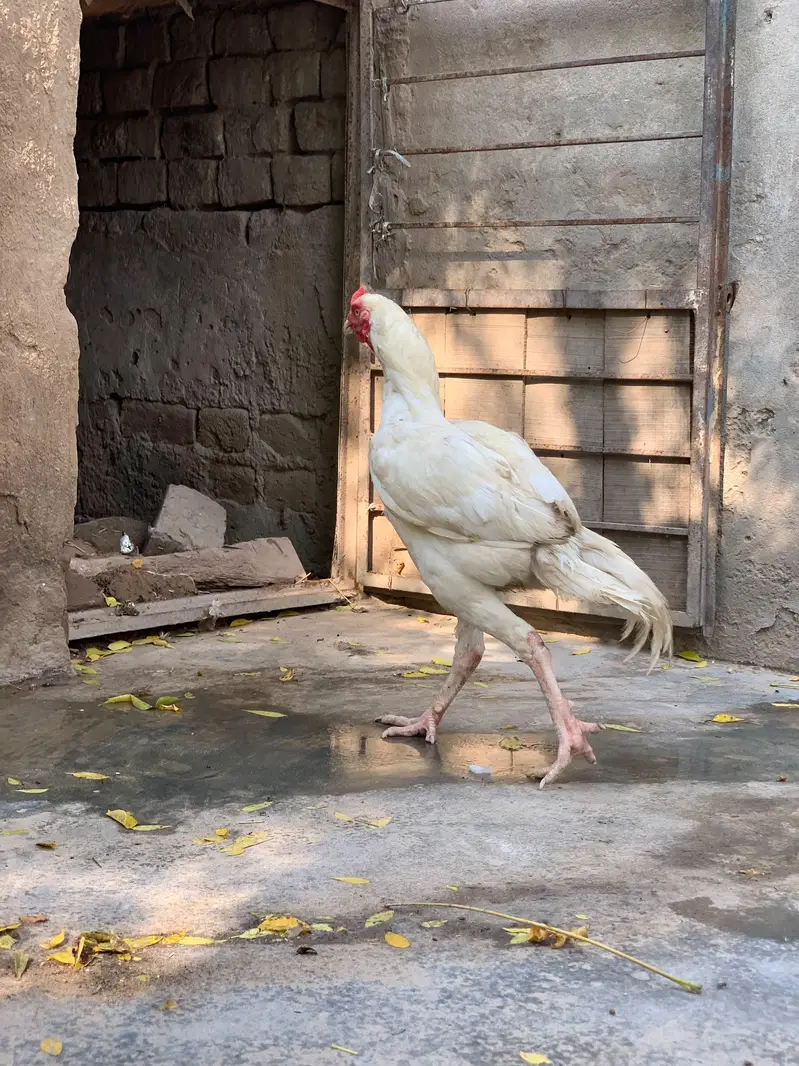 White paper hens — photo 7