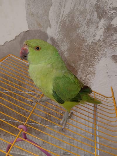 green ringneck perrot