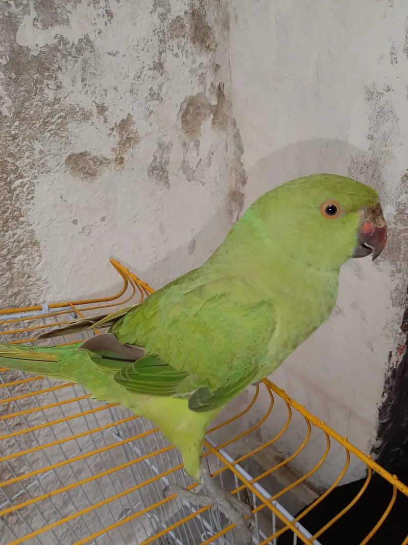 green ringneck perrot — photo 2