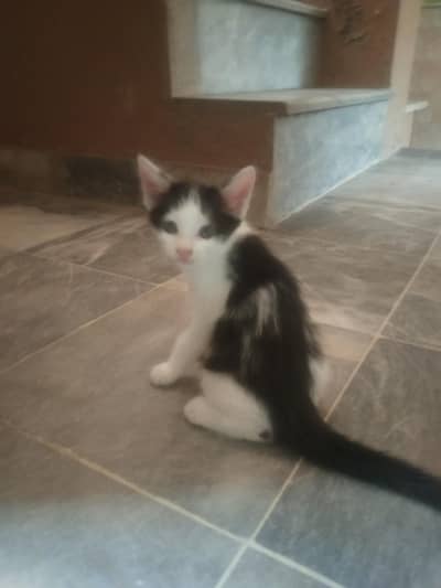 cat for urgent  sale