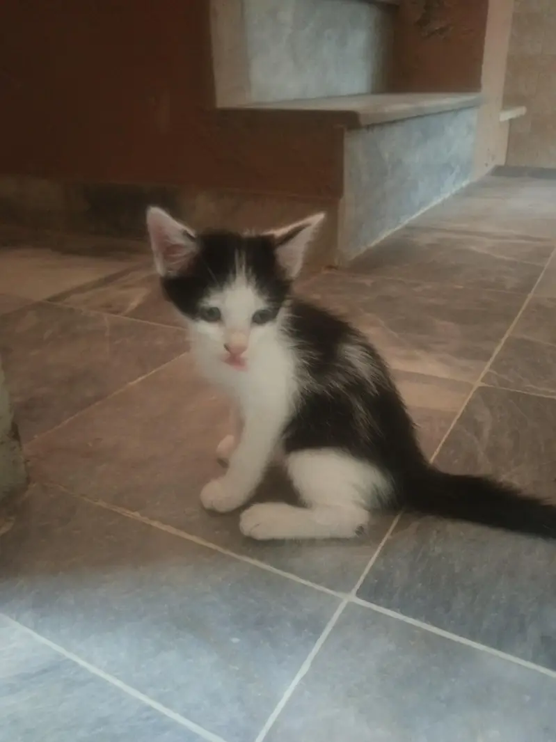 cat for urgent  sale — photo 2
