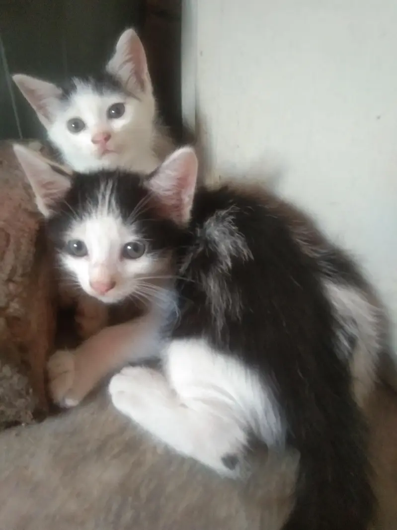 cat for urgent  sale — photo 3