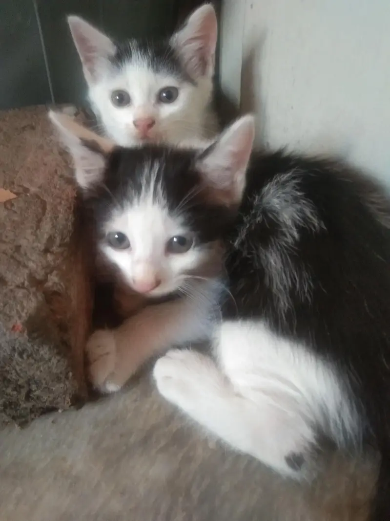 cat for urgent  sale — photo 4