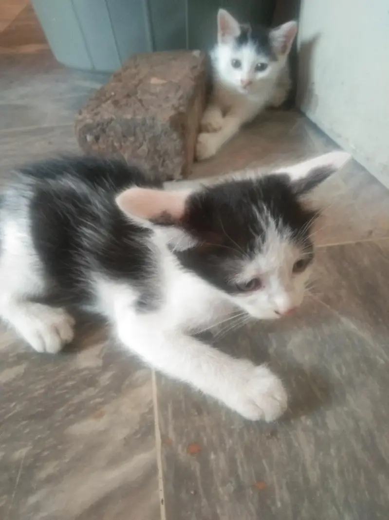 cat for urgent  sale — photo 5