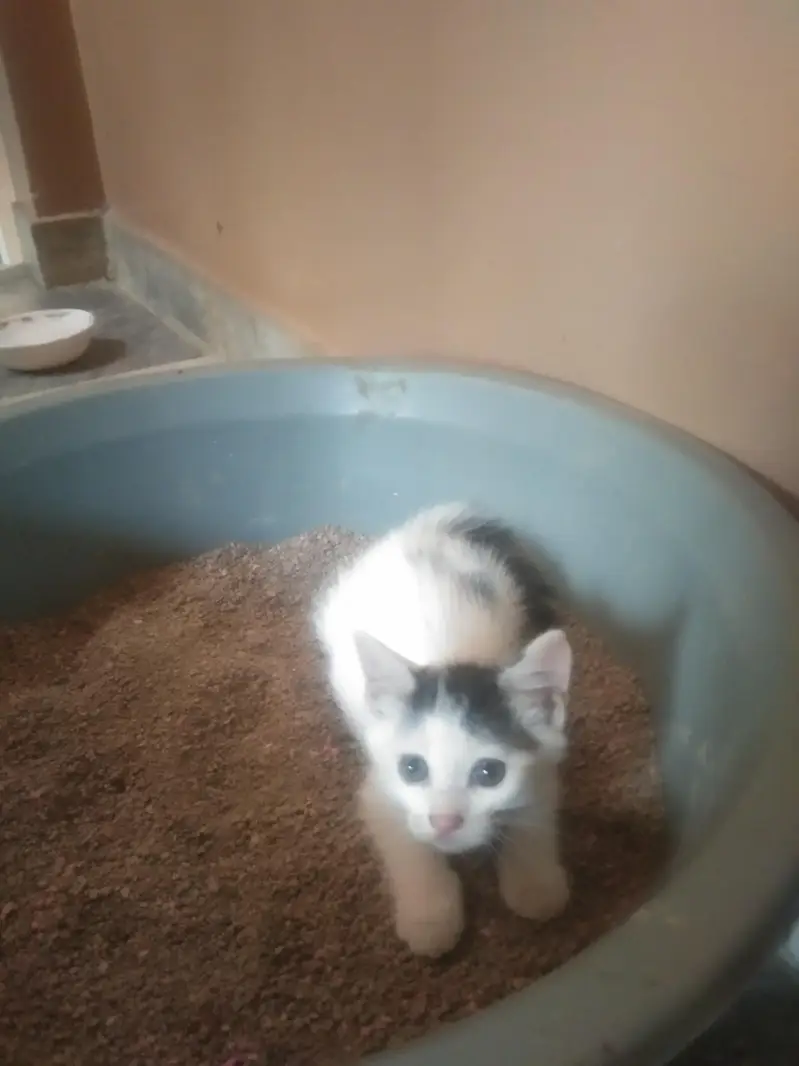 cat for urgent  sale — photo 6