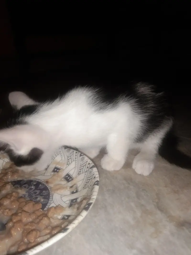 cat for urgent  sale — photo 7