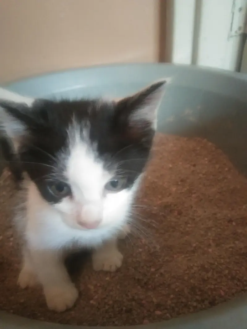 cat for urgent  sale — photo 8