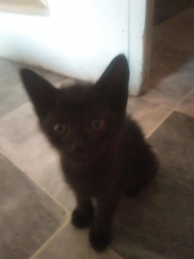 cat for urgent  sale — photo 9