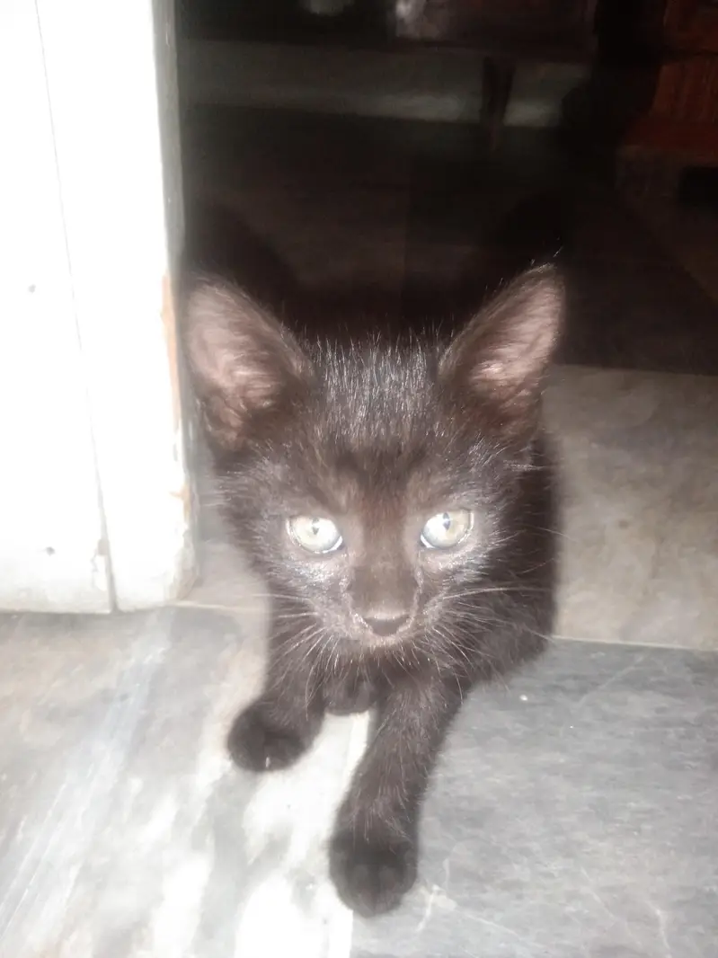 cat for urgent  sale — photo 10