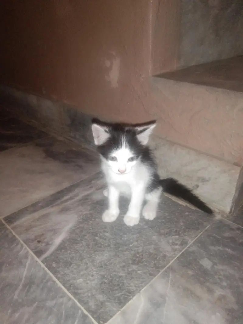 cat for urgent  sale — photo 11