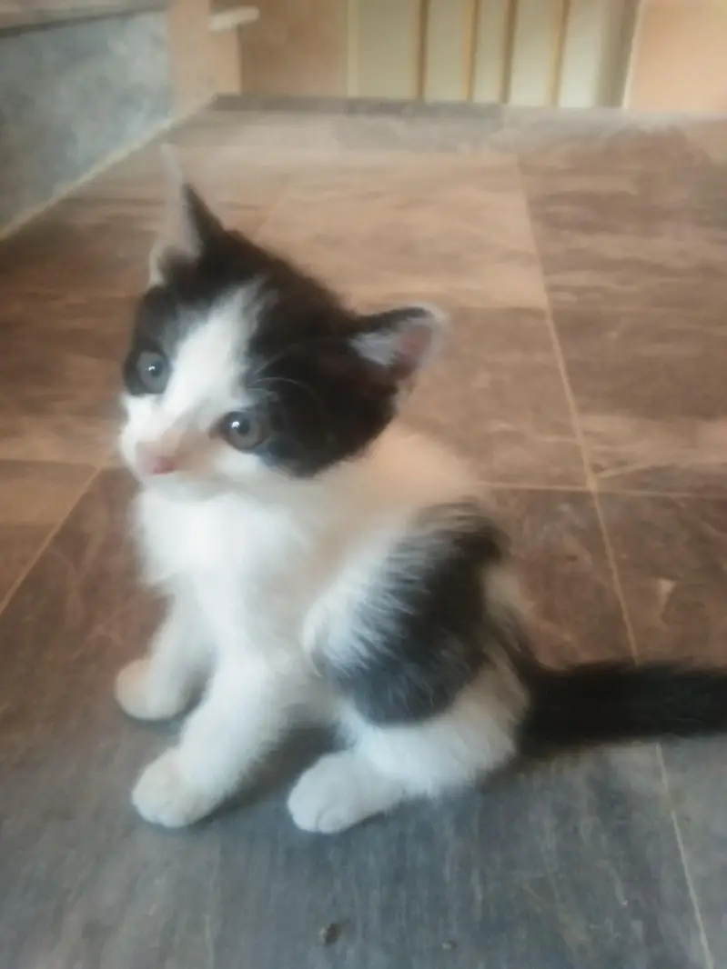 cat for urgent  sale — photo 12