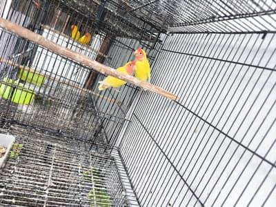 Love birds for sale