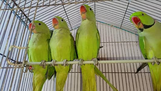 raw parrot chiks