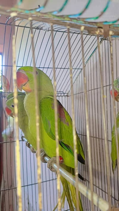raw parrot chiks