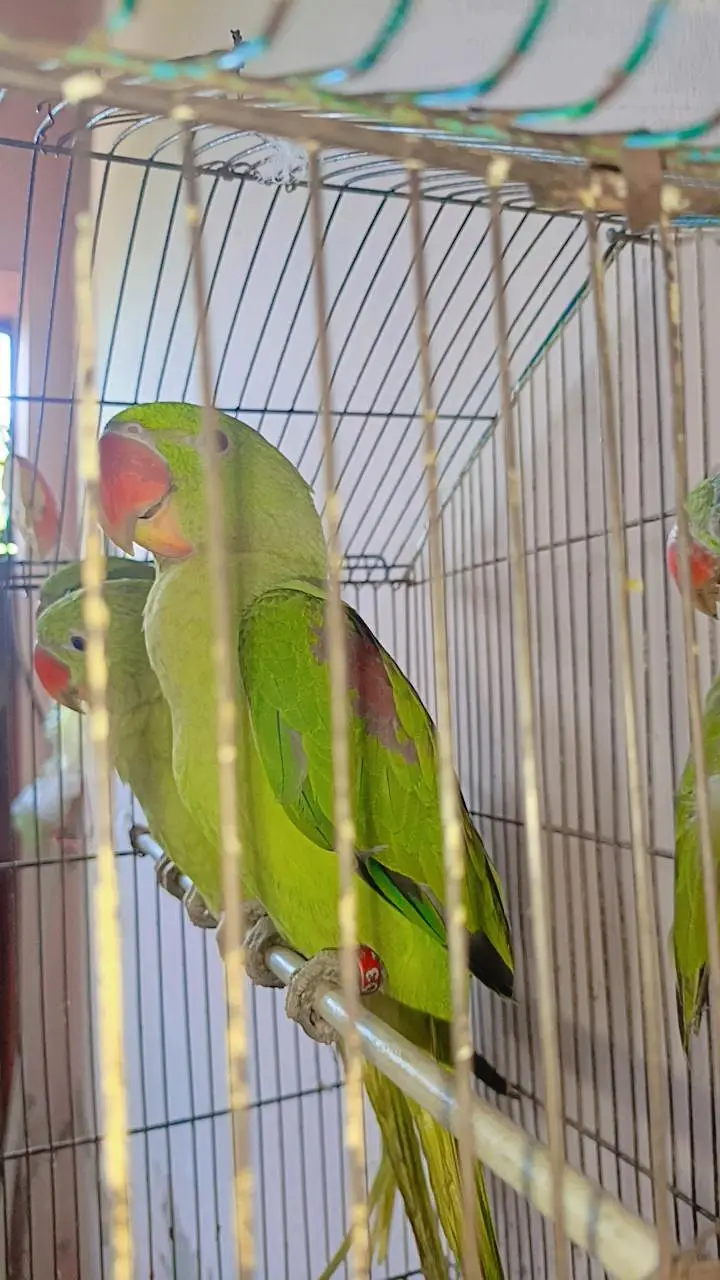 raw parrot chiks — photo 2