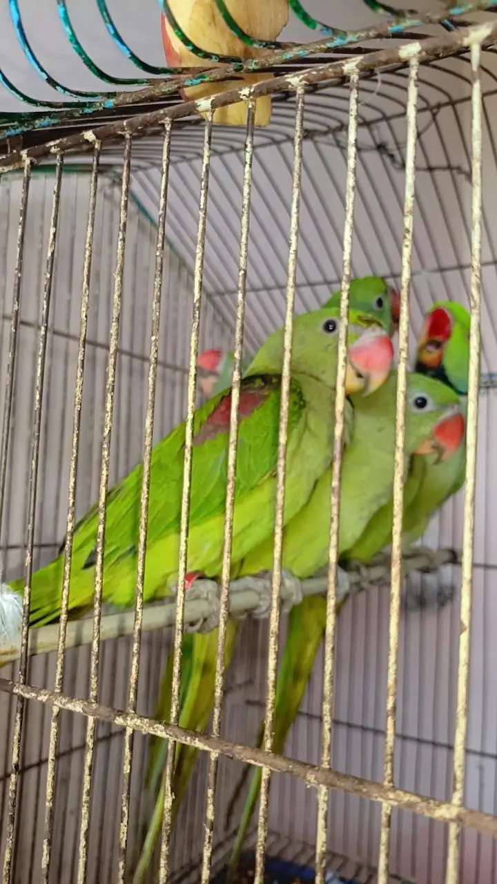 raw parrot chiks — photo 3