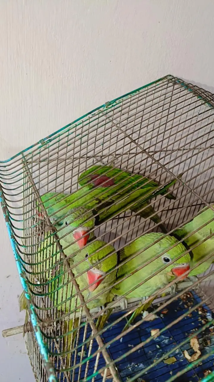 raw parrot chiks — photo 4