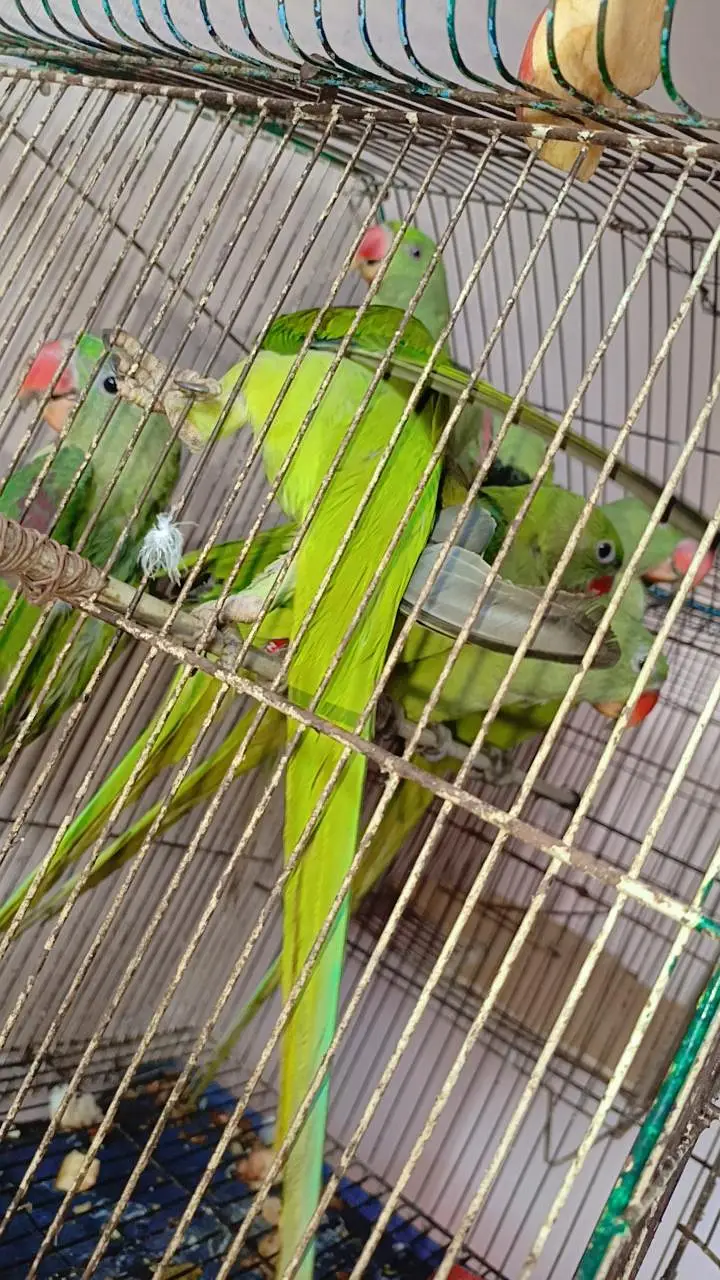 raw parrot chiks — photo 5