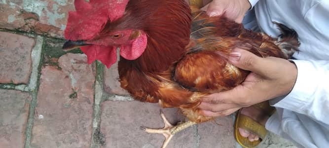 Hens For sale