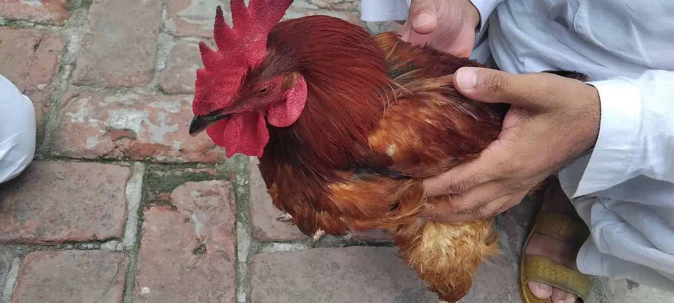 Hens For sale — photo 2