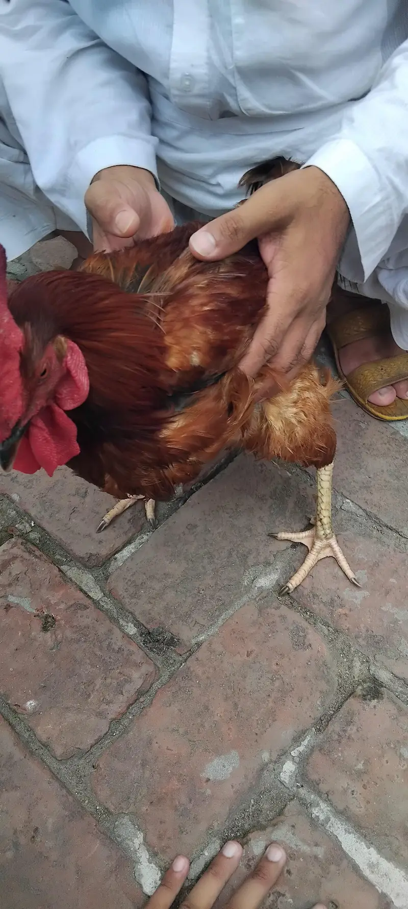 Hens For sale — photo 3