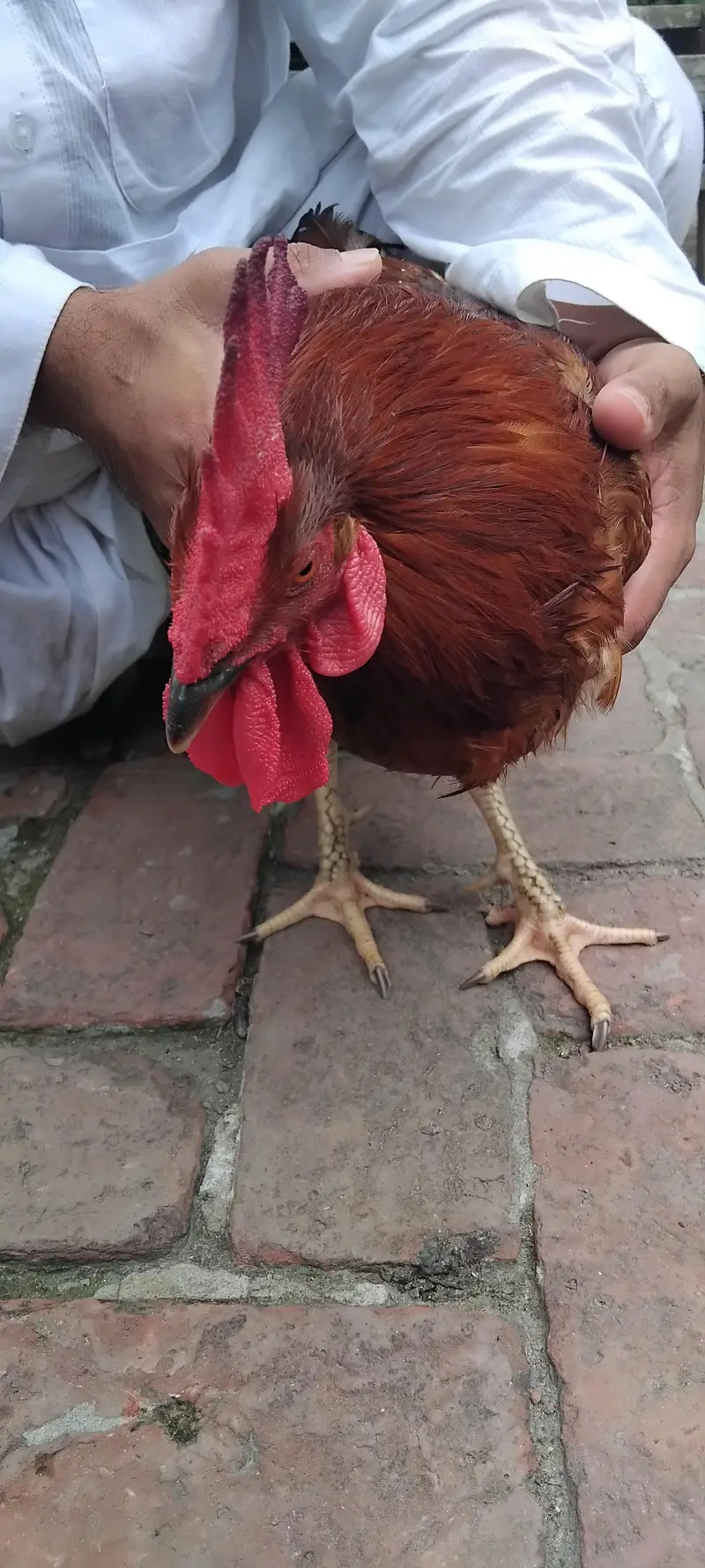 Hens For sale — photo 4