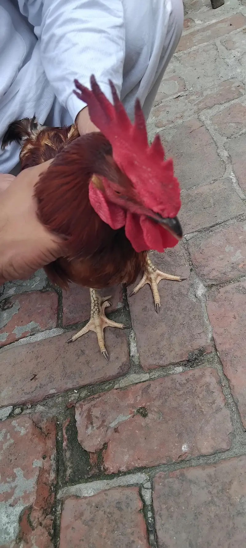 Hens For sale — photo 5