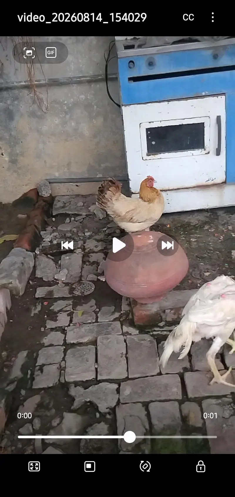 Hens For sale — photo 6