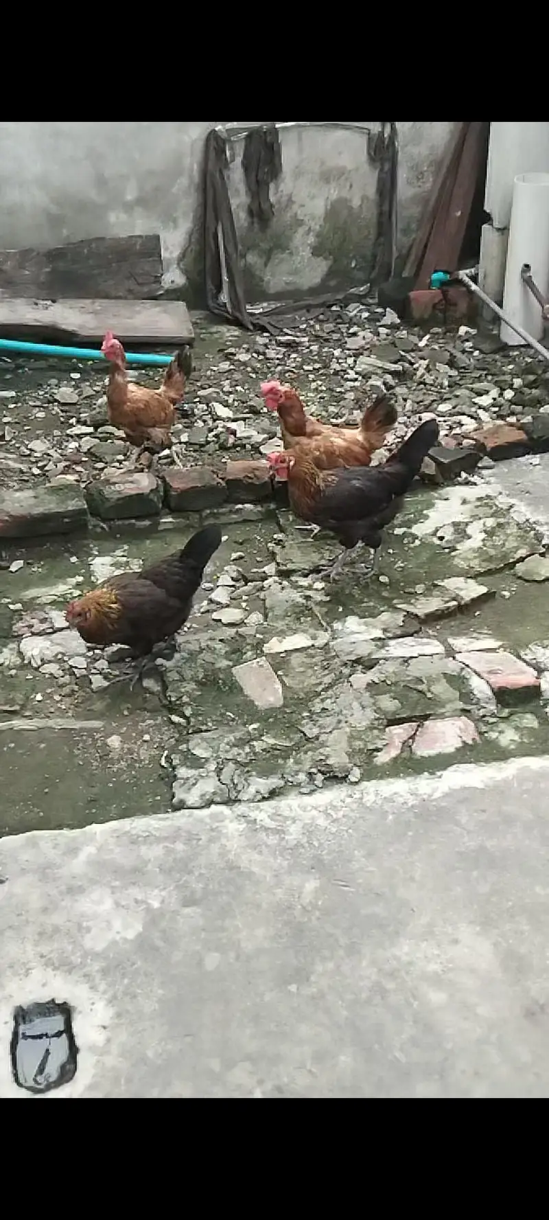 Hens For sale — photo 8
