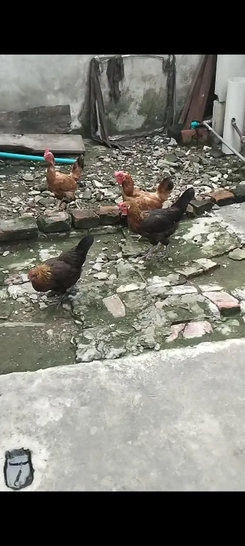 Hens For sale — photo 9