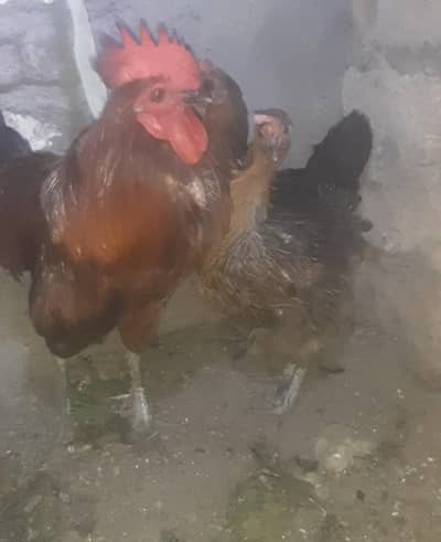 1 male & 2 female