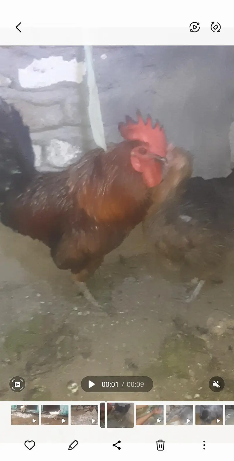 1 male & 2 female — photo 2