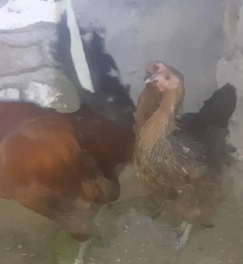 1 male & 2 female — photo 3