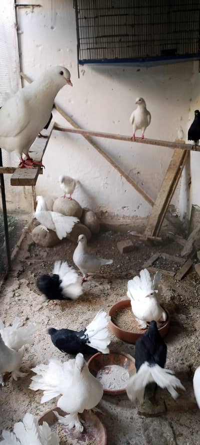 Black body White tail English Lakkay