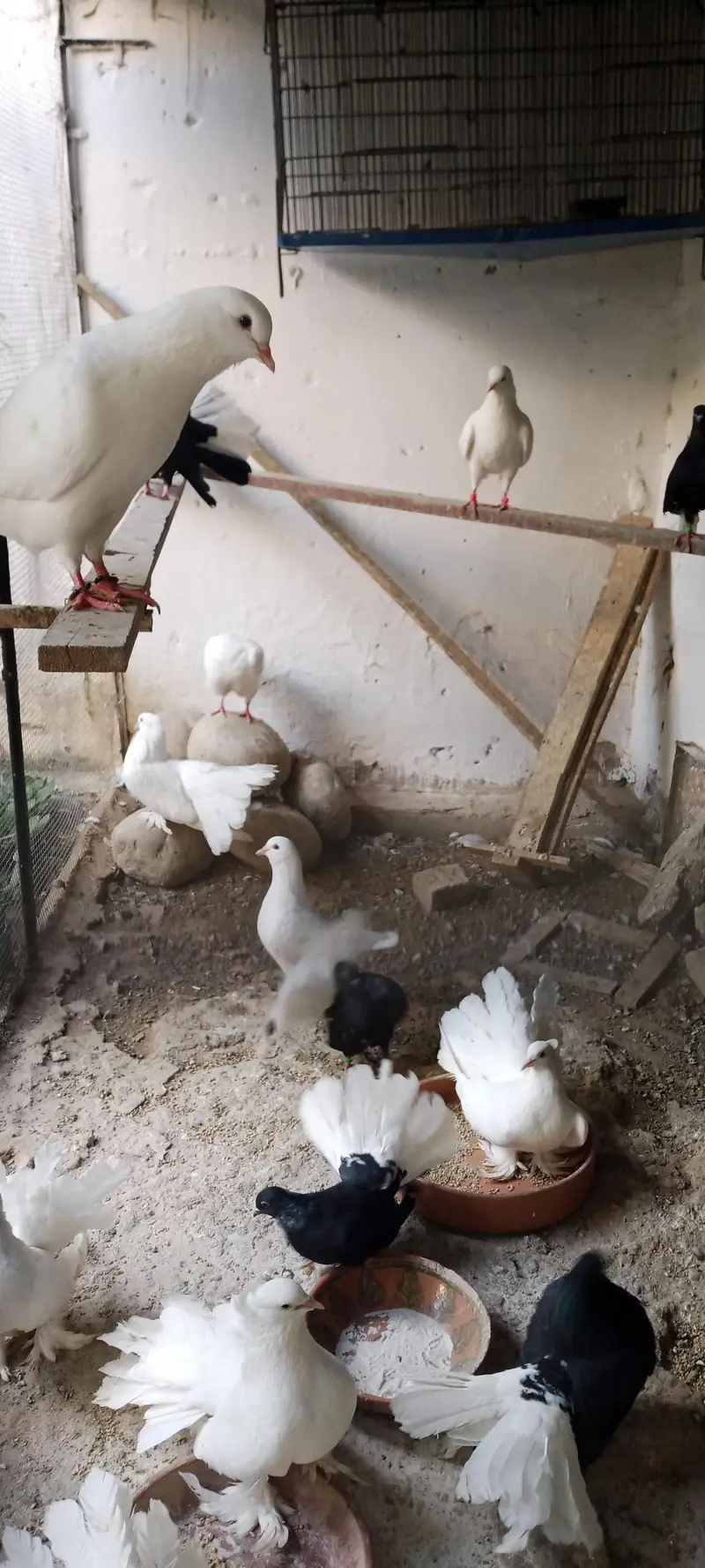 Black body White tail English Lakkay — photo 2