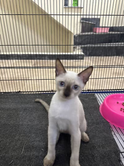 Siamese kitten for sale