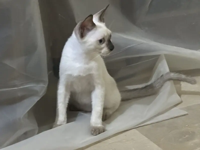 Siamese kitten for sale — photo 2