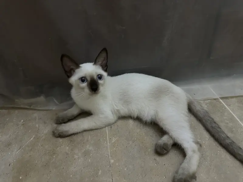Siamese kitten for sale — photo 3