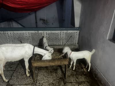 Pure white goat male female kids