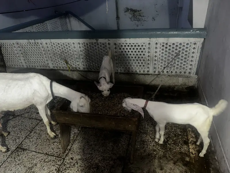 Pure white goat male female kids — photo 2