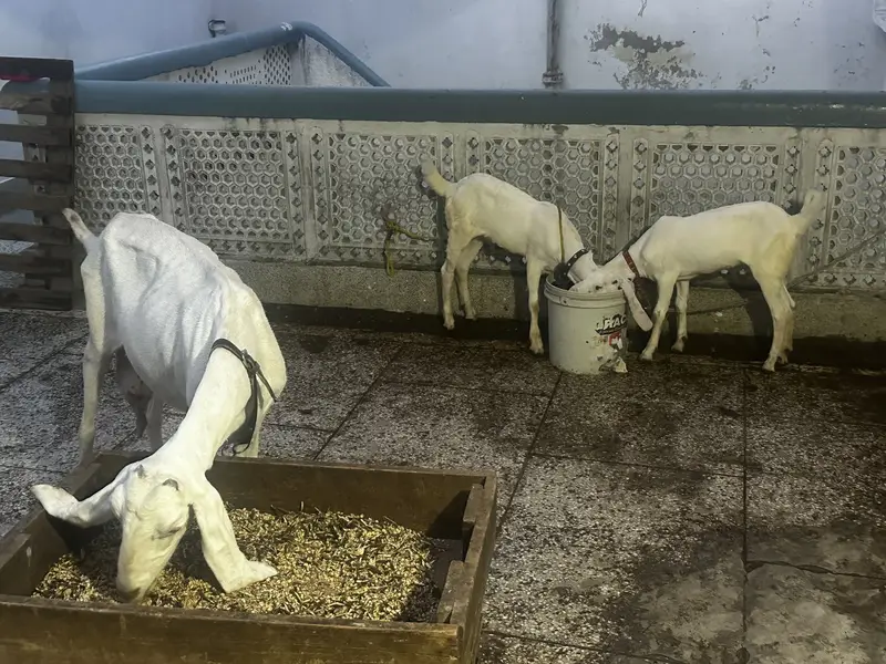 Pure white goat male female kids — photo 3