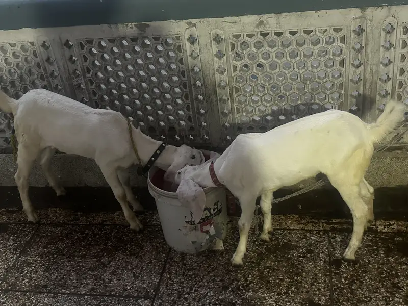 Pure white goat male female kids — photo 4