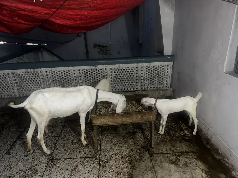 Pure white goat male female kids — photo 5