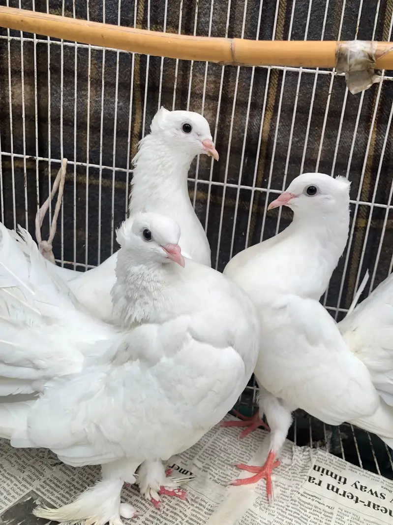 Lacky kabootar fancy kabootar one pair aur Unka bacha with cage — photo 3
